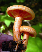 Lactarius deliciosus, These two young fruiting bodies show the overall deep orange colors and the adnate gills.
